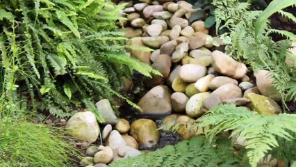 Why Lizard Hides Under Rocks?