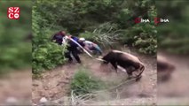 Amasya'da kaçan kurbanlıklar vatandaşa alanı dar etti