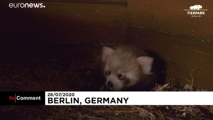 تولد توله پاندای سرخ در باغ‌وحش برلین بعد از ۹ سال انتظار