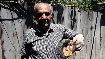 Tüberküloz çıkan bir kurbanlığın eti imha edilecek - MALATYA