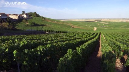 Коронавирус добрался до шампанского