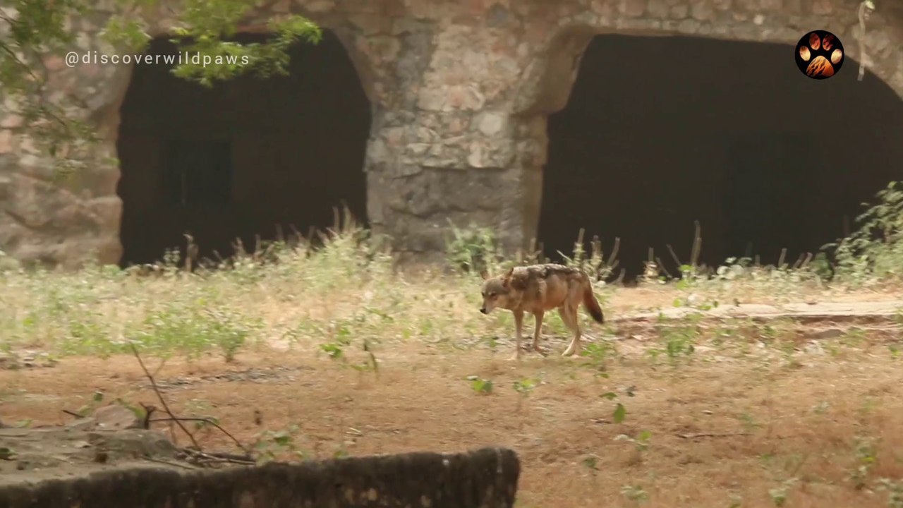 The Golden Jackal: The Best Life Partner and Animal Dad? | Discover Wild Paws