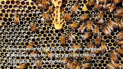 Le déclin des abeilles impacte fortement le rendement de plusieurs cultures vivrières