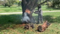 Rimini - Albero a fuoco nel parco XXV Aprile: dentro un nido di calabroni (31.07.20)