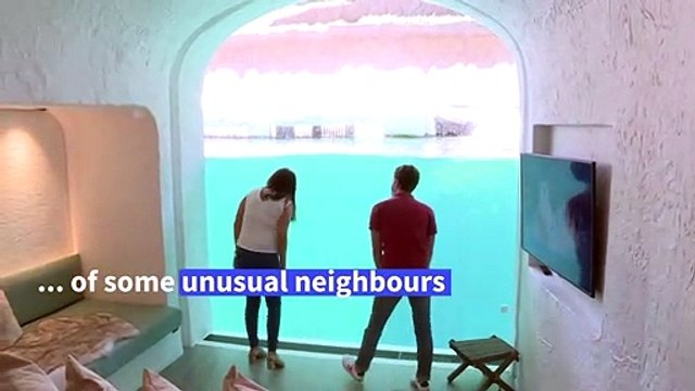 Walrus 'walls' in new Belgian animal park hotel rooms