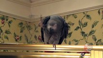 Talented parrot dances better than some people