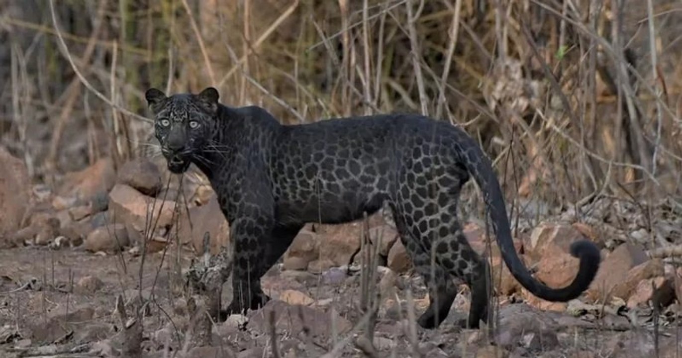 Pour son premier safari, ce touriste a eu la chance de croiser une splendide et rare panthère noire