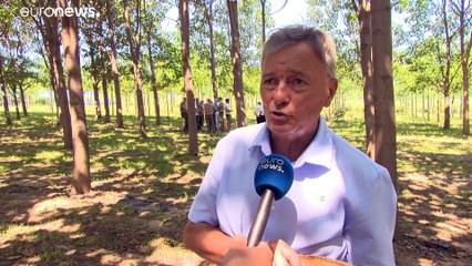 La prima "foresta climatica" d'Europa è in Ungheria: dove il "sequestro" del carbonio è un bene
