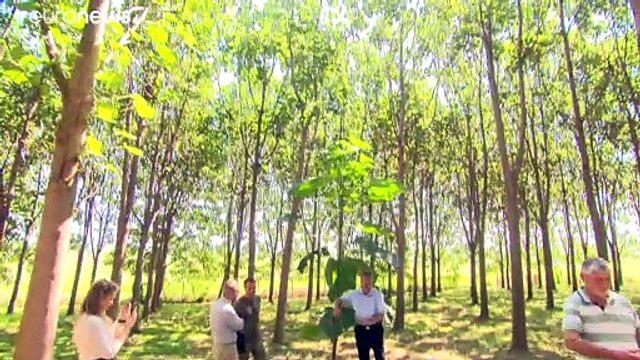 Plantaciones de híbridos contra el cambio climático