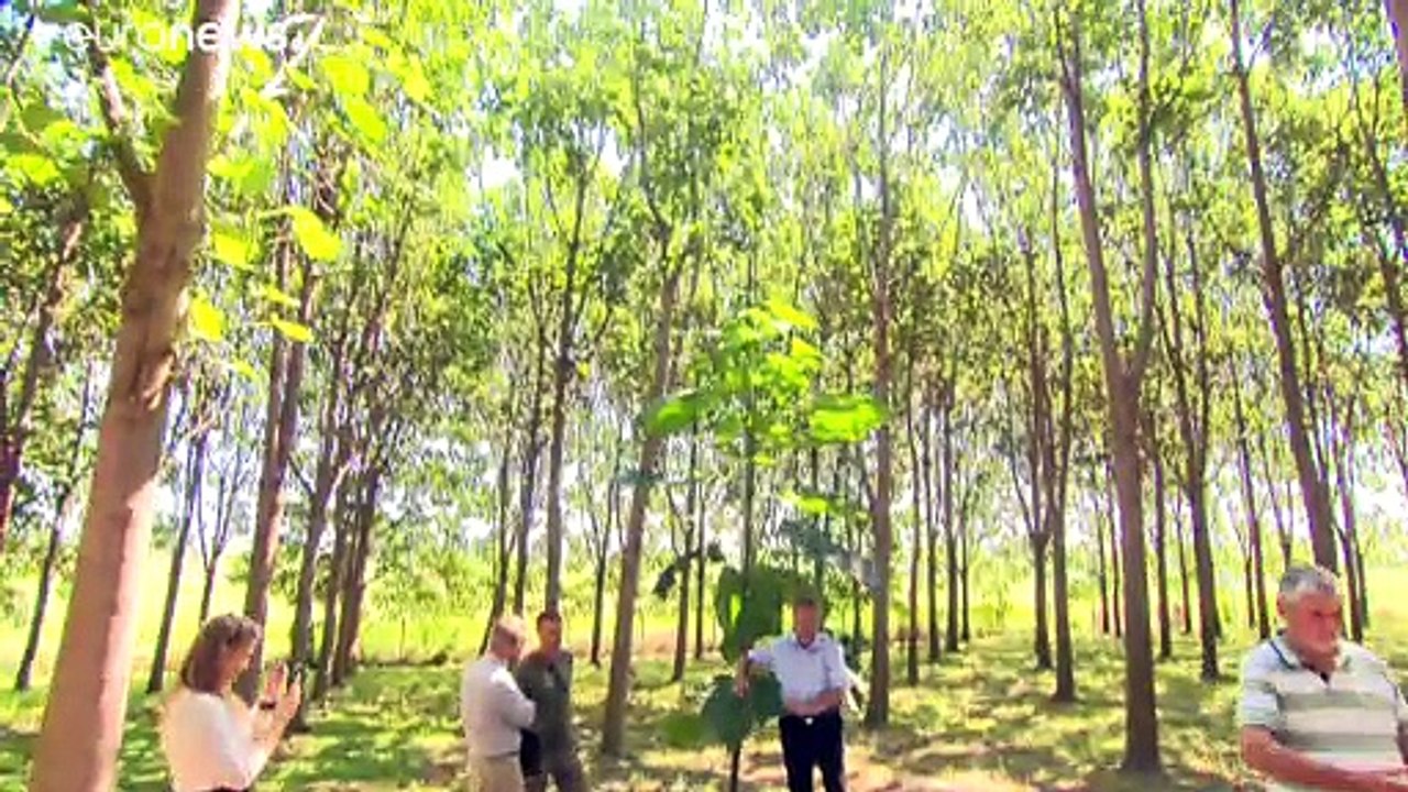 Erste Kohlenstoff-Farm: Kann der Smaragdbaum das Klima retten?