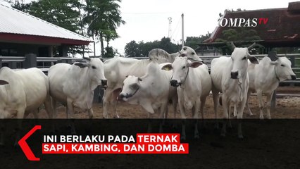 Ini Dia Tips Memilih Hewan Kurban Sesuai Syariat Islam