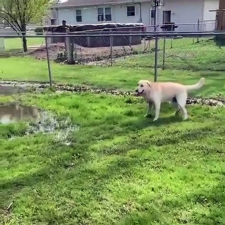 Momento em que cão cego descobre uma poça de água pela primeira vez