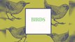 Birds; Humming birds; Kookaburra birds; Woodpecker birds; Green sparrow