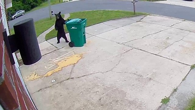 Cet ours rentre les poubelles... Pratique