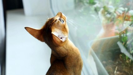 A siamese cat is inside a straw hat on the sofa.