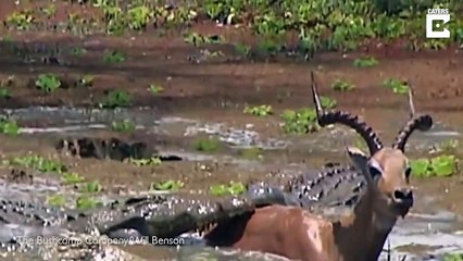 Cette Impala échappe de justesse à un crocodile