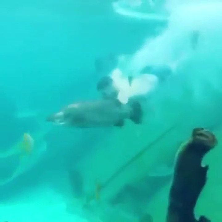 Il plonge dans un aquarium pour nager avec les poissons au zoo de Sydney