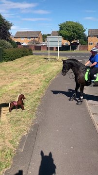 Horse is Unsure About Toy Rocking Horse