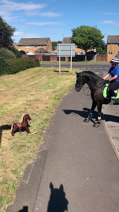 Horse is Unsure About Toy Rocking Horse