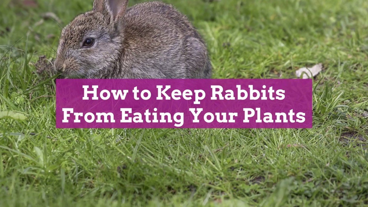 How to Keep Rabbits From Eating Your Plants