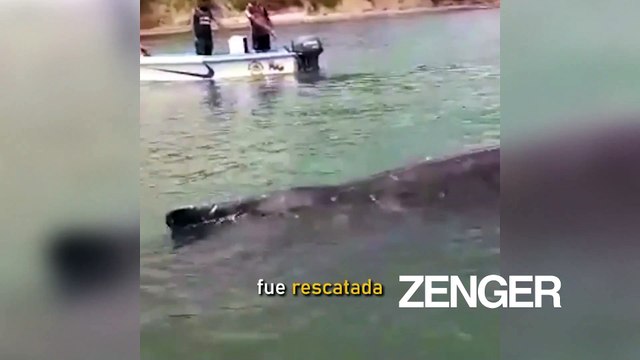 Trapped humpback whale saved from fishing nets