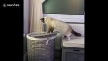Silly cat hilariously falls into laundry basket