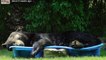 We Are All This Giant Black Bear Napping in a Backyard Kiddie Pool