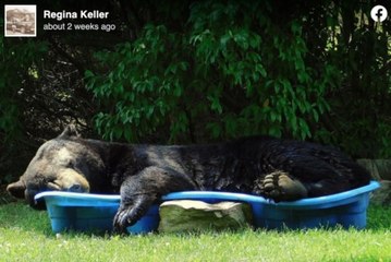 We Are All This Giant Black Bear Napping in a Backyard Kiddie Pool