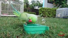 Parrot Taking a Bath