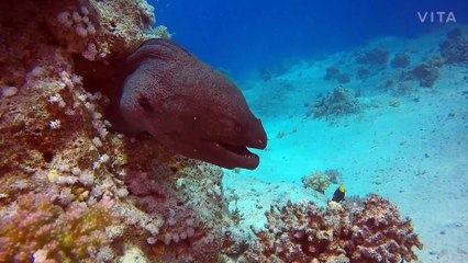 Most Beautiful Fishes From Around The World