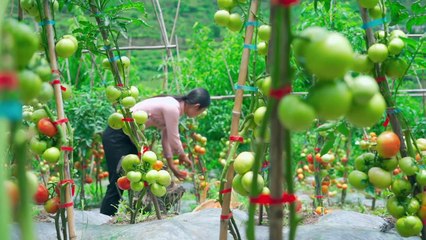 Use tomato for Chinese food, and tomato sauce - 西紅柿剛成熟時，摘回來做西紅柿蛋湯青椒肉絲和幾個美食小菜，多的做成番茄醬 - 野小妹wild girl