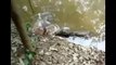 SHOCKING Video Of Alligator That Tucks Into An Electric Eel  - Alligator Bites Electric Eel