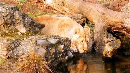 Lion Amazing 10 Facts