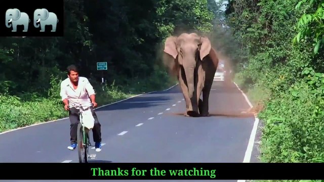 Elephant Chasing Cycle Rider