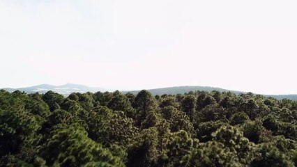 Forest treetops - Free Stock Video