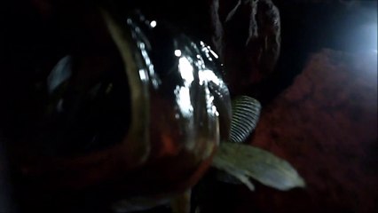 MCH 267 SYLVAN LAKE LATE AT NIGHT BY THE LIGHTHOUSE CATCHING THE BIG FISH