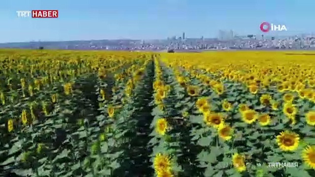 İstanbul'daki ayçiçeği tarlaları havadan görüntülendi