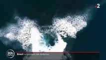 Regardez l'incroyable ballet des baleines à bosse qui profitent de la réduction du trafic maritime pour offrir un spectacle exceptionnel