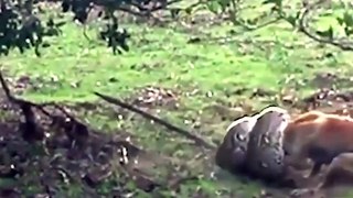 Python Catch Attack Dog