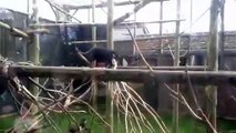 Monkey at Twycross Zoo