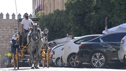 Download Video: Cocheros de caballos de Sevilla afrontan un verano complicado sin turistas