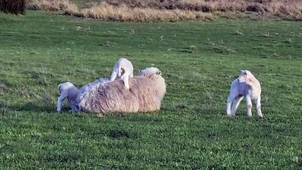 Young Lamb Uses Mother as Comfy Bed