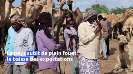 Hajj réduit: les éleveurs somaliens sur la paille