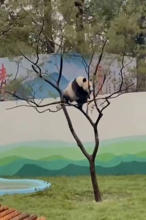 비브라토의 웃긴 영상 모음#15!재미있는 동영상 2020