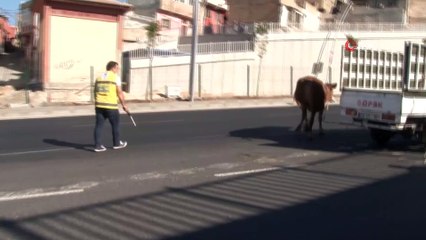 Kaçan boğa sahibini yol ortasında yere serdi