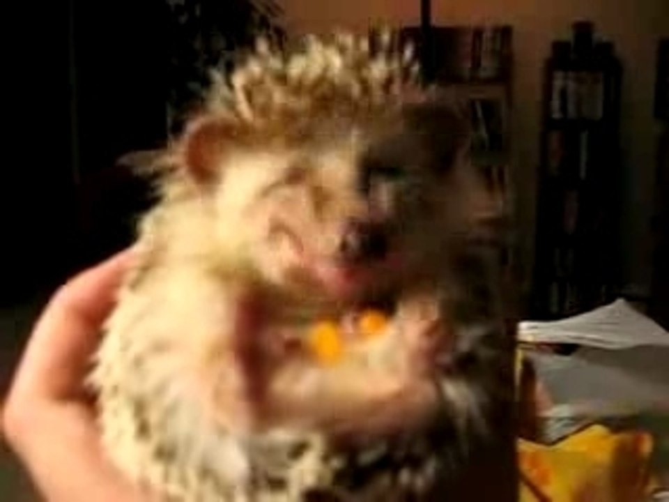 Insolite -Un bébé hérisson mange une carotte