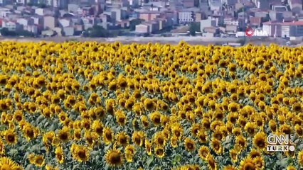 Şehrin göbeğindeki Ayçiçek tarlası eşsiz güzelliğiyle büyülüyor	| Video