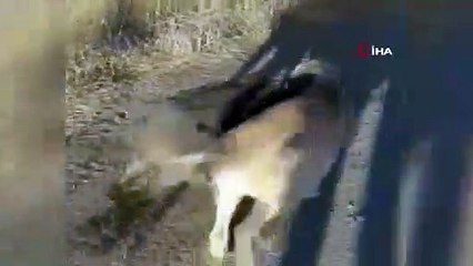 Yavru köpek sürüden ayrılan kuzuyu böyle getirdi