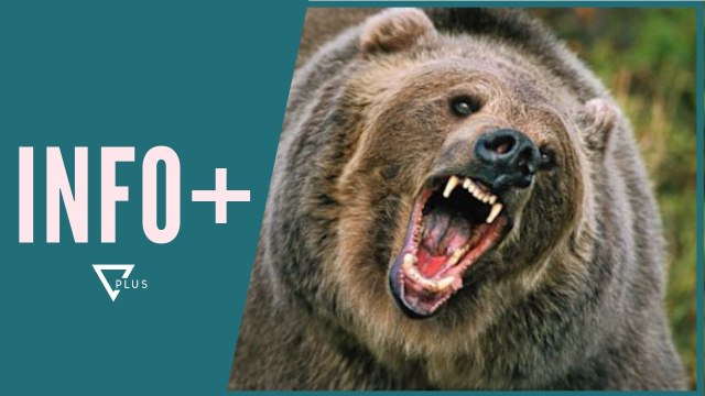 INFO+ / Ariu vret nënën e dy fëmijeve pranë liqenit - Vizion Plus