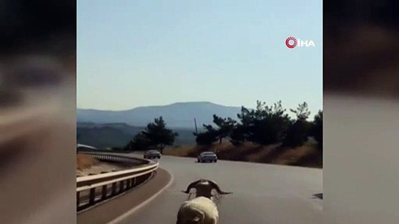 Otoyola çıkan koç otomobillere meydan okudu
